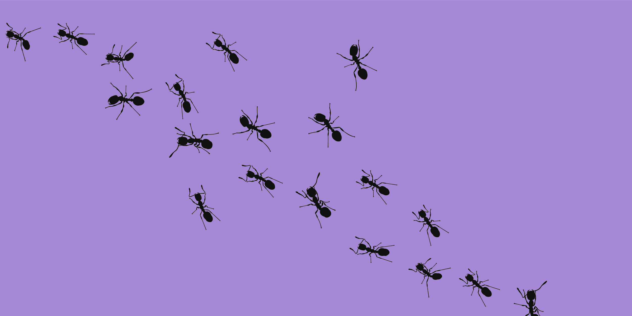 ants